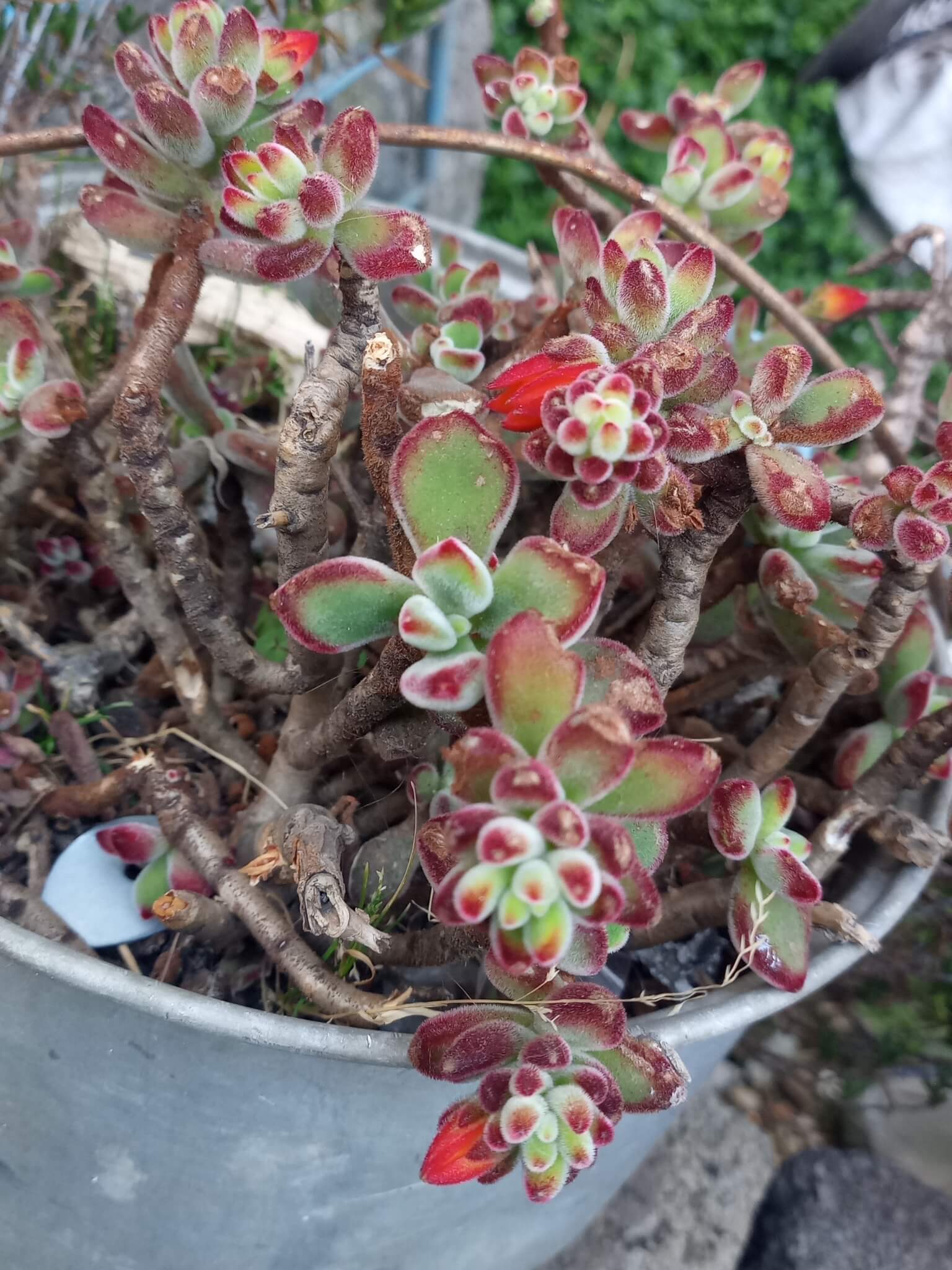 Echeveria pulvinata